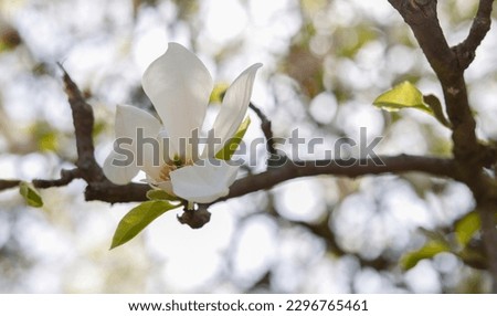 White Magnolia blossom in a german parc