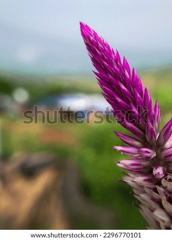 a plant with purple and bleached flowers below. photographed with a macro camera. blurred background