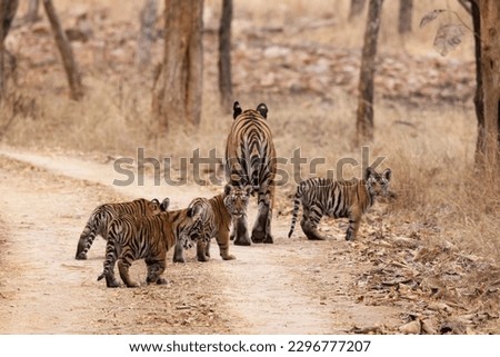 Royal Bengal Tiger, Panthera tigris tigris, female, cubs, Panna Tiger Reserve, Madhya Pradesh, India, Royalty-Free Stock Photo #2296777207