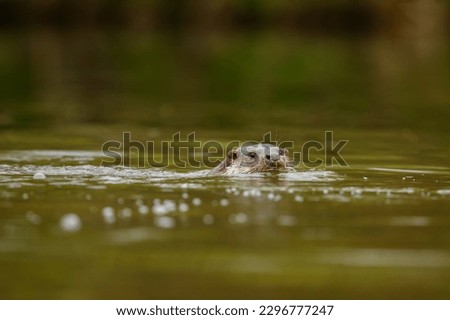 Eurasian otter swimming in the water. Detail of head above the water. Lutra lutra, wildlife, Slovakia.