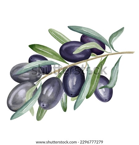 watercolor branch of black olives with leaves and fruits, hand drawn illustration of olive isolated on white background