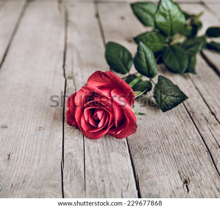 Red rose on wooden background. Picture in vintage style