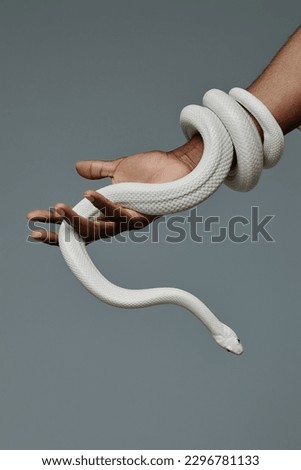 Close-up of hand of young man holding white snake enlacing his wrist and hanging on two fingers during photo session on grey background Royalty-Free Stock Photo #2296781133
