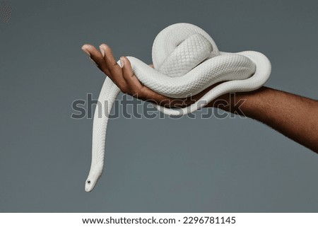 Hand of black male owner of exotic pet holding white twisted rat snake while standing in isolation over grey background during photo session