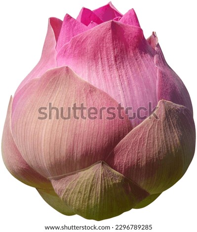 Lotus flower plant isolated on white background have clipping path