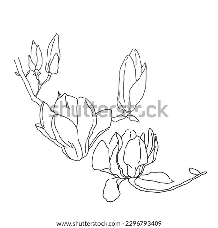 Magnolia group of flowers and buds in bloom outline art. Hand drawn realistic detailed vector illustration. Black and white clipart isolated.