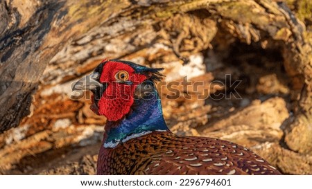Portrait of a male pheasant