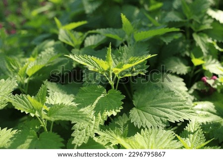 Bush of stinging-nettles. Nettle leaves. Top view of the photo. Botanical pattern. Greenery common nettle. Royalty-Free Stock Photo #2296795867