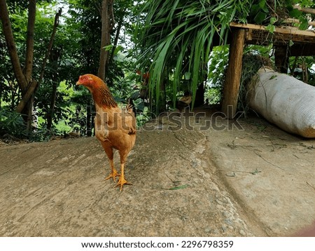 Photograph of chicken hen with copy space. Fit for agriculture or farm social media post or content, advertising, design element, animal feed package, explanation background, etc.