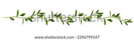 Floral garland with twigs of green grass with small leaves isolated on white Royalty-Free Stock Photo #2296799547