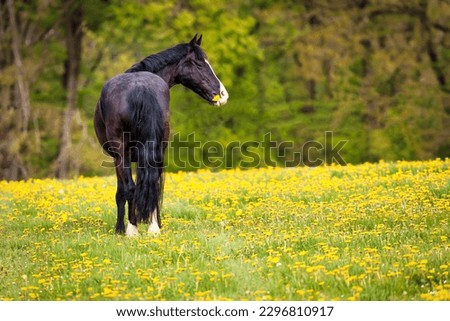 Horse in the pasture with a lot of dandelions, horse on the left of the picture with his hindquarters to the camera and his head turned backwards.
