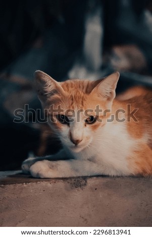 "A charming orange and white house cat, with bright eyes and a curious expression, sits gracefully in the picture, exuding an adorable and endearing vibe."