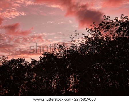 Beautiful sunset silhouette, behind the Borneo forest 