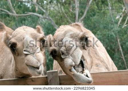 the camels have their mouth open so that food can be thrown in Royalty-Free Stock Photo #2296823345