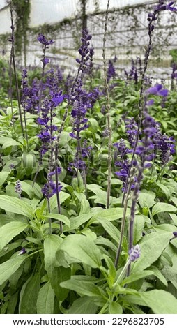 Picture of lavender in lavender garden
