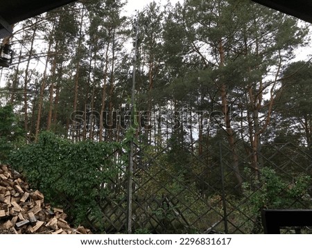 nature view in middle of forest 