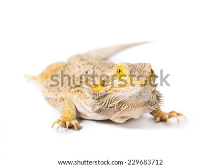 Close up Picture of a bearded dragon aganst a white background