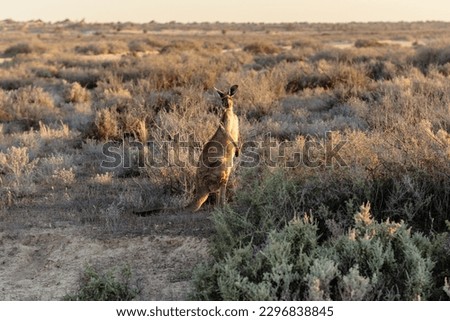 Kangaroo during sunset out in the field at Mungo National Park in the Australian outback