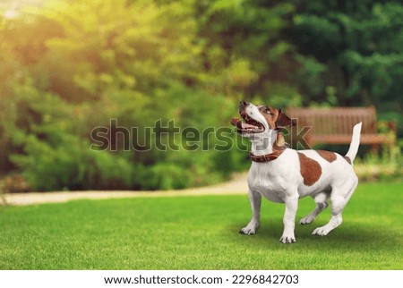Cute young dog posing at backyard Royalty-Free Stock Photo #2296842703