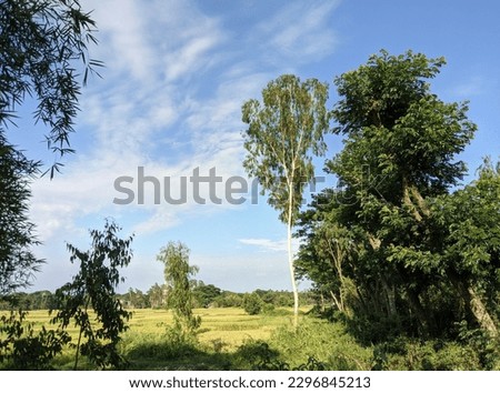 Blue sky and green vegetation in the village