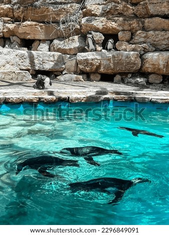 Cute penguins swimming in zoological garden