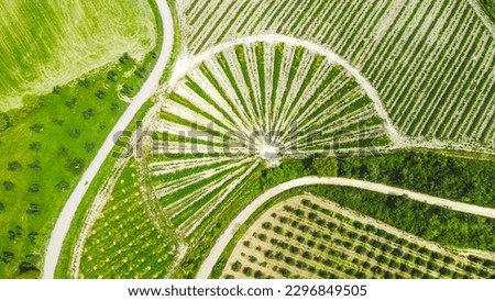 Top view of an unusual vineyard pattern in the form of a fan among the green fields of Tuscany. Drone photography