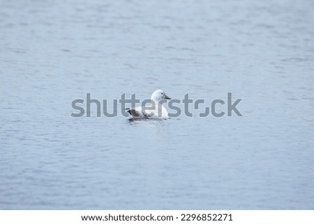 Snow Goose on the pond surface