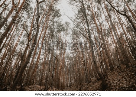 High quality pictures of a sunny forest