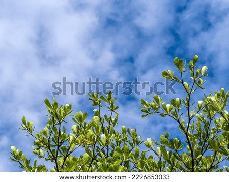 The Ivory Coast almond leaves and the cloud in the blue sky