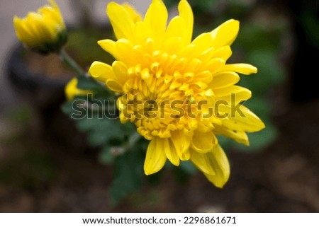 A yellow flower with a small center that is called a marigold.