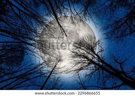 Low wide angle perspective view of silhouettes of black branches in dark forest against huge full bright moon and blue sky with stars. Concept of Halloween, Creepy scene