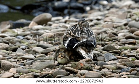 Female mallard brooding her family of 10 ducklings
