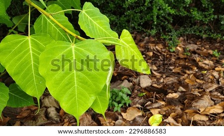 Sacred Fig Tree, Pipal Tree, Bohhi Tree, Bo Tree, Peepul, Heart Shape Green Bodhi Leaf Background. is budding at the beginning of the rainy season