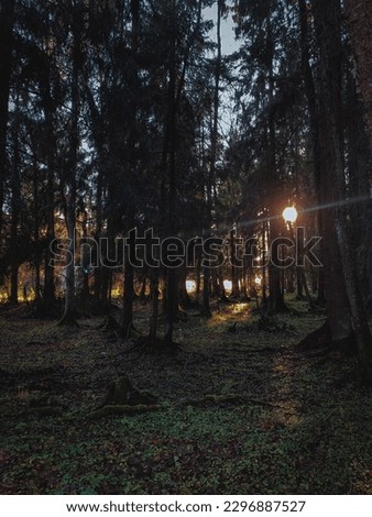the forest in Narva-Joesuu, Estonia