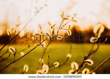A photo of blooming willow trees during early spring at sunset. Natural beauty, seasonal changes and the peacefulness of nature during the transition from winter to spring.