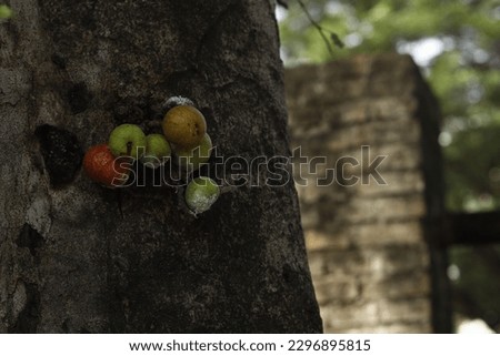 Loa fruit object photo closeup on tree trunks