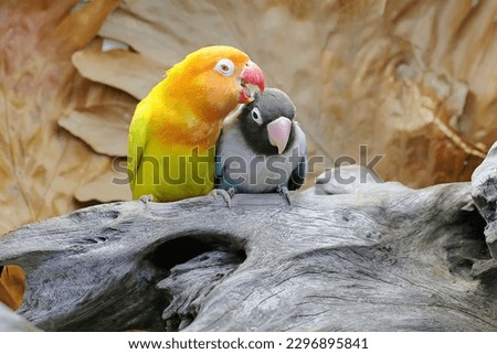 Two lovebirds are perched on a weathered tree trunk. This bird which is used as a symbol of true love has the scientific name Agapornis fischeri.
