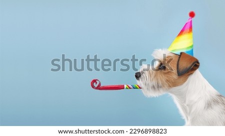Cute dog with colorful party hat and blow-out celebrating at a birthday party