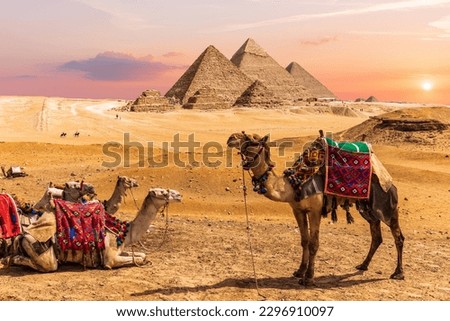Camel caravan resting in the desert nearthe Pyramids of Egypt, Giza. Royalty-Free Stock Photo #2296910097