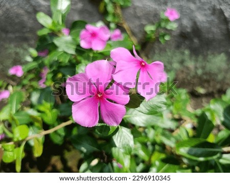 Closeup Pink Catharanthus roseus (commonly known as bright eyes, Cape periwinkle, graveyard plant, Madagascar periwinkle, old maid, pink periwinkle, rose periwinkle, tapak dara) Royalty-Free Stock Photo #2296910345