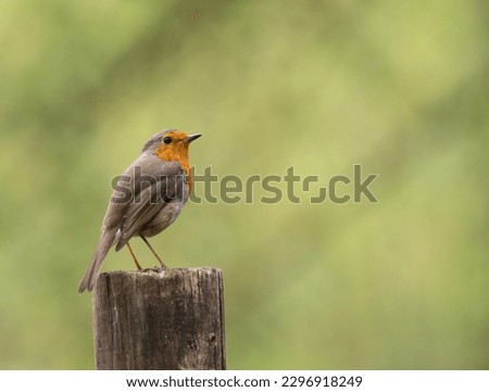 The European robin (Erithacus rubecula), known as the robin or robin redbreast in Great Britain and Ireland, is a small insectivorous passerine bird  of the Old World flycatcher family.
