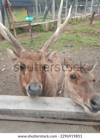 Deer interact for food and take pictures
