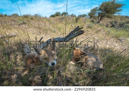 Two foxes in the grass with blue sky