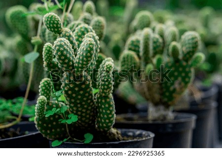 close up photo of bunny ears cactus that thrives in a restaurant and is also sold to visitors