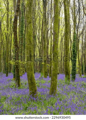 Bluebell wood in cornwall england uk 