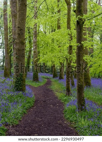 Bluebell wood in cornwall england uk 