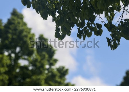 Blue  sky with clouds framed by tree tops
