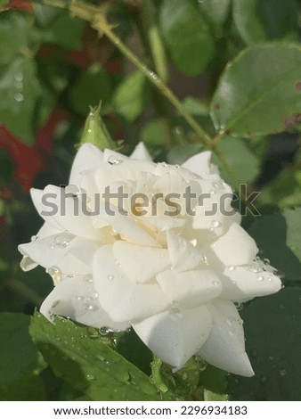 White Rose beautiful Rain and sunlight Combination