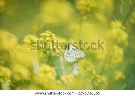 Blurry photo, without focus, beautiful white butterfly on yellow flowers on a sunny day, desktop wallpaper, background