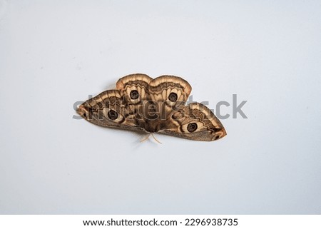 European lepidoptera...Emperor Moth isolated on a white background...